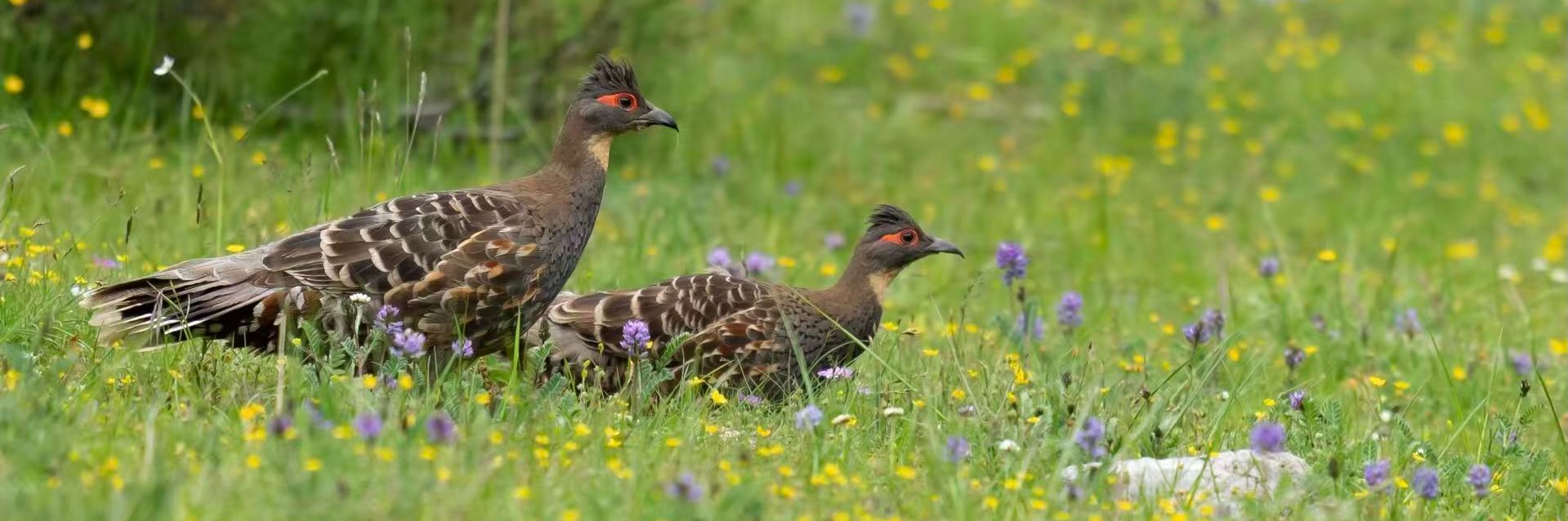 Buff-throated Monal-Partridge photographed during a Tibetan Plateau birding tour in Qinghai, China.