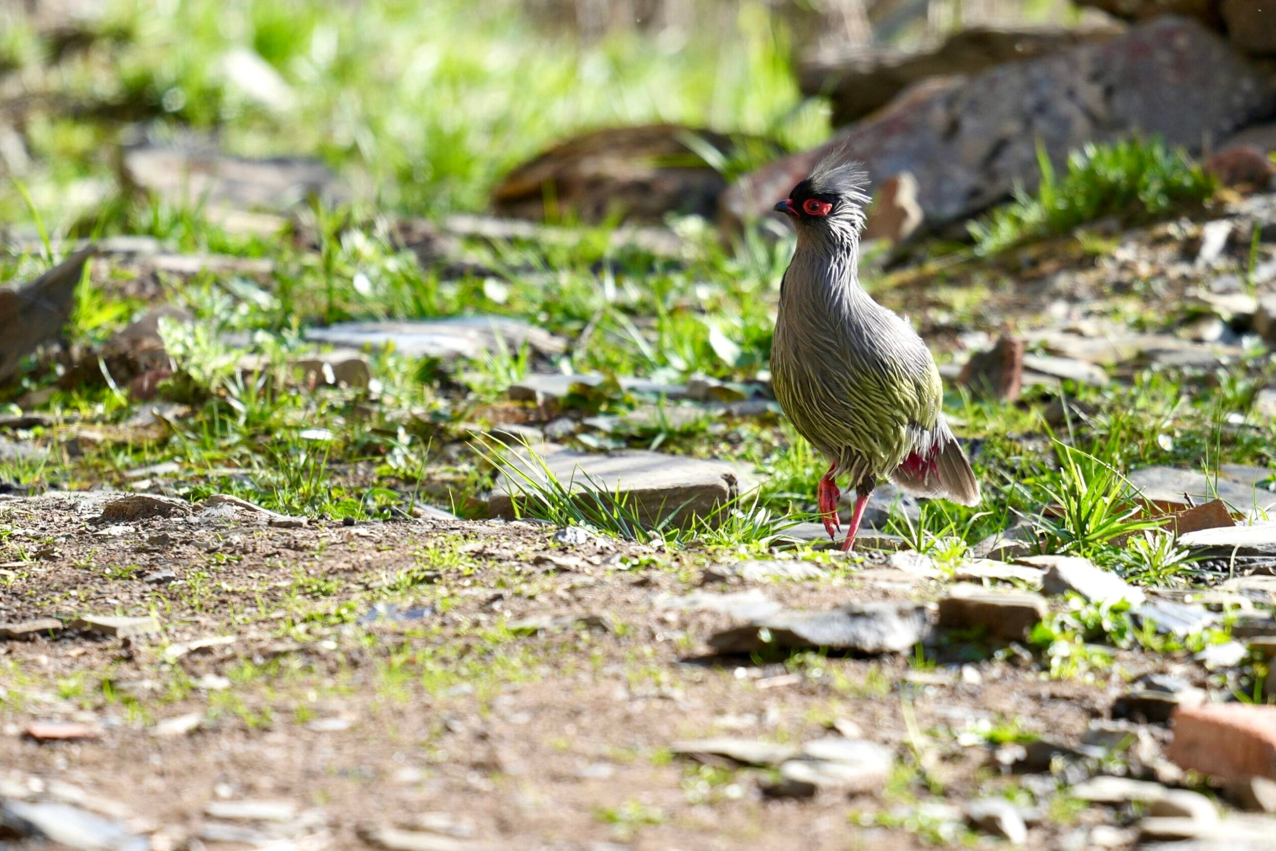 Blood Pheasant photographed in June 2016 at Balangshan Nature Reserve, Sichuan