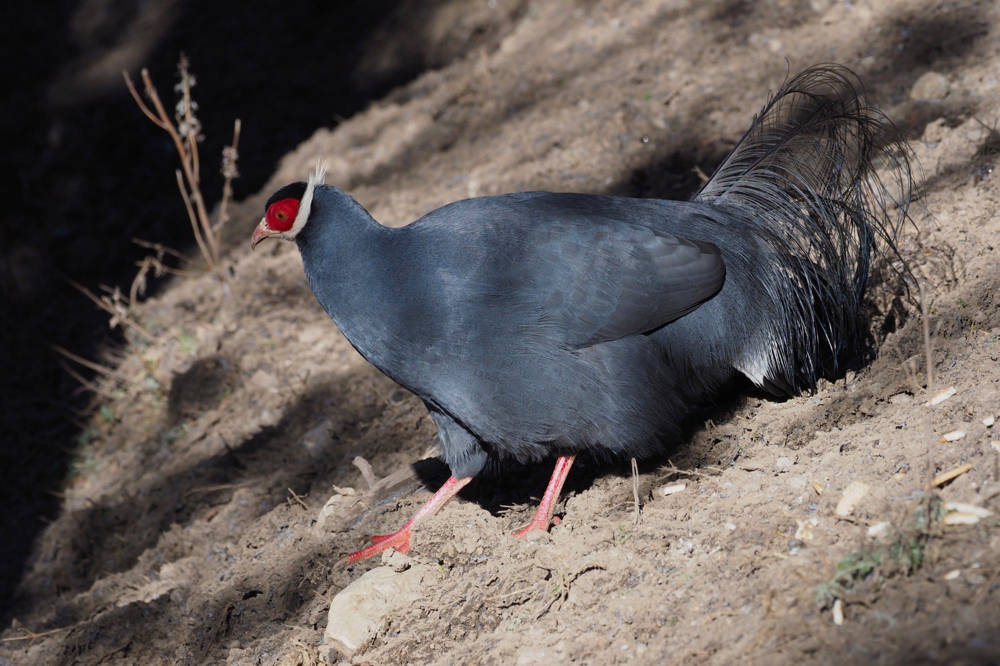 Blue-eared Pheasant photographed in June 2022 at Chuanzhusi, Sichuan