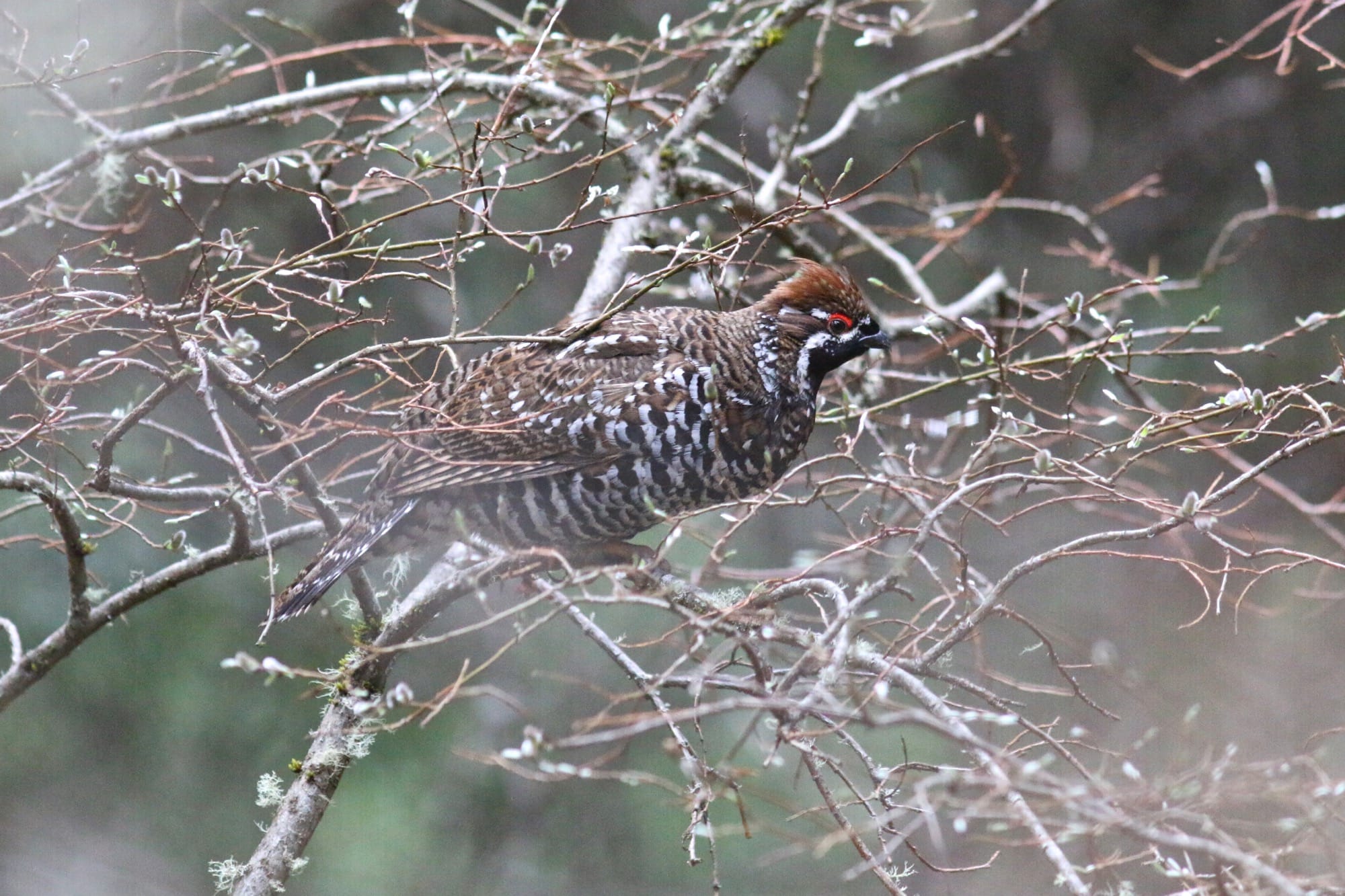 Chinese Grouse photographed in May 2016 at Chuanzhusi, Sichuan
