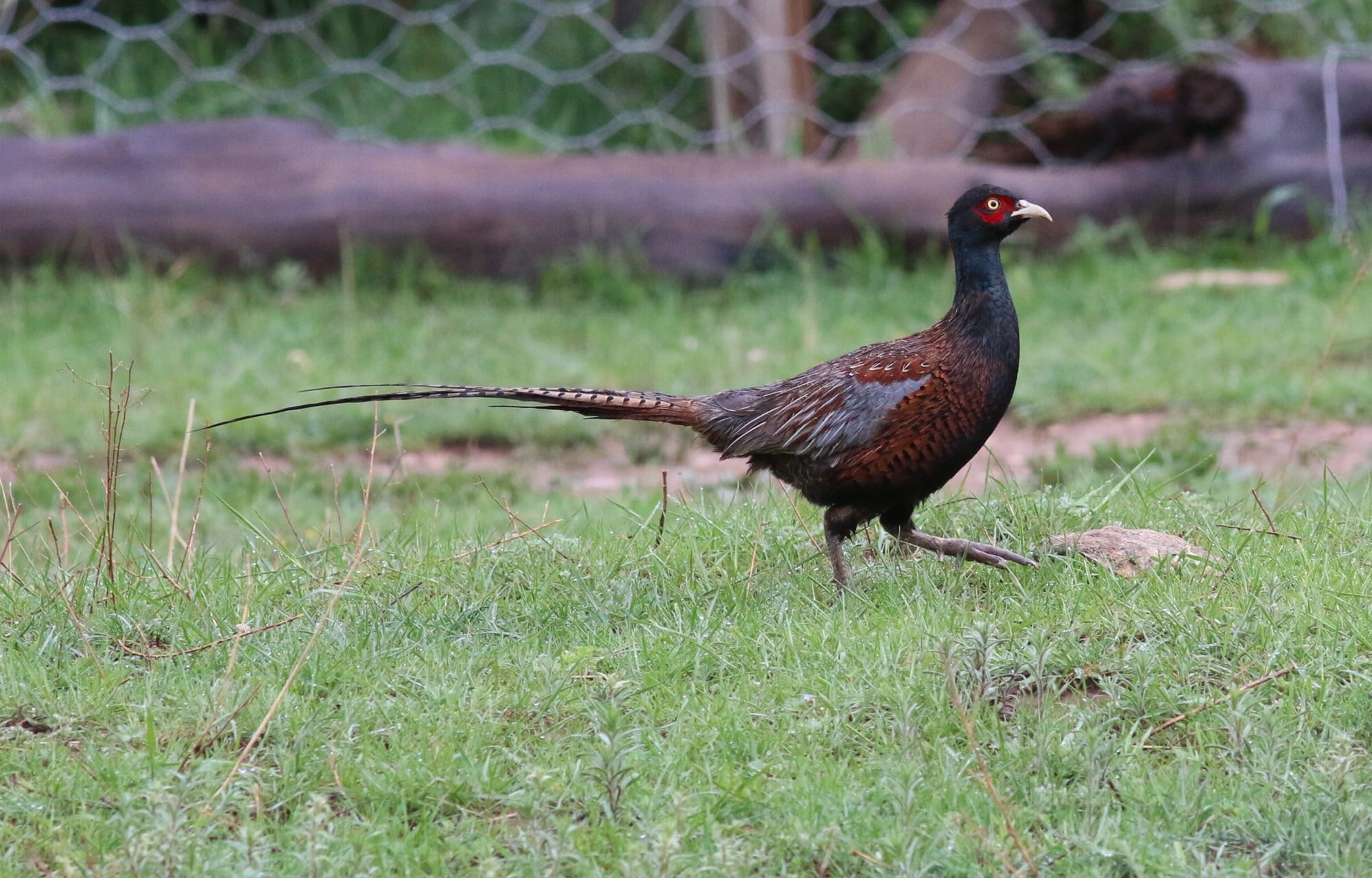 Common Pheasant photographed in May 2016 at Chuanzhusi, Sichuan