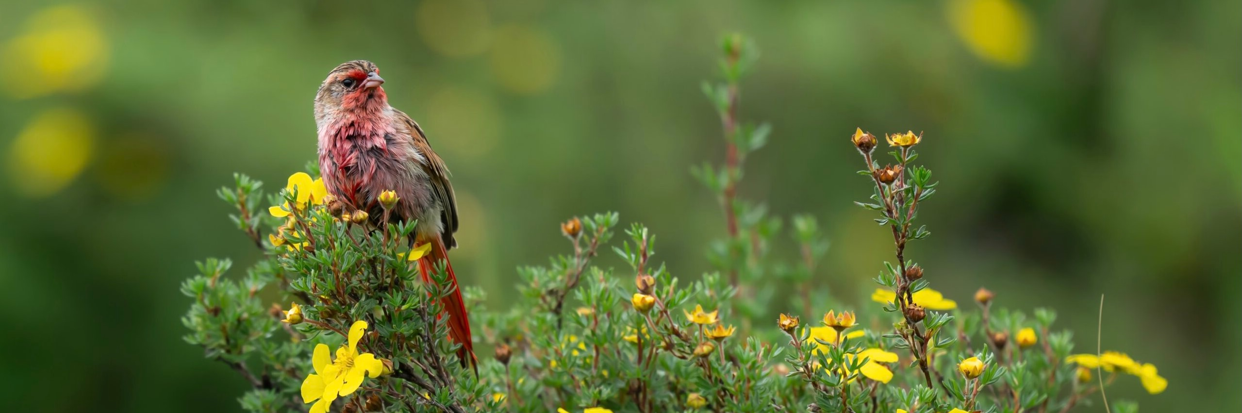 Przevalski’s Finch photographed in July 2024 in Qinghai, China, during a birding tour guided by Summer Wong