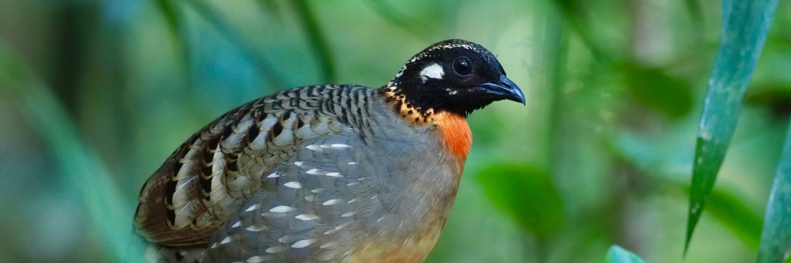 Hainan Partridge on Eastern China Birding Tour with Summer Wong China Bird Tours