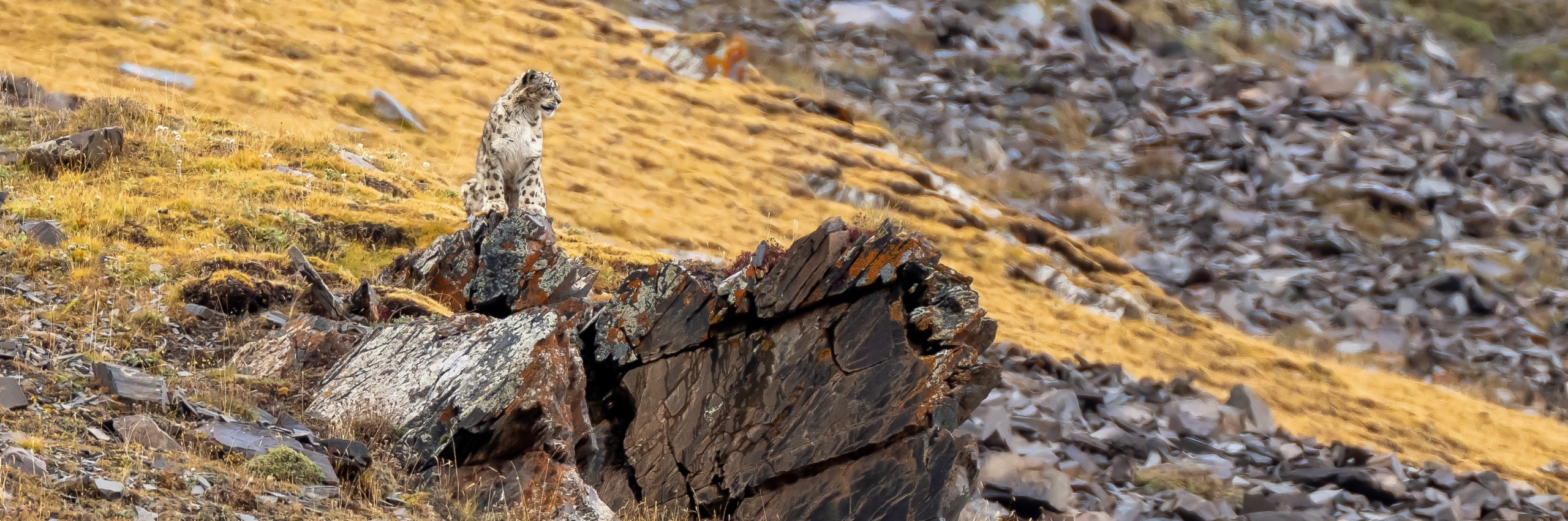 Mammal Watching Expedition in China | Snow Leopard
