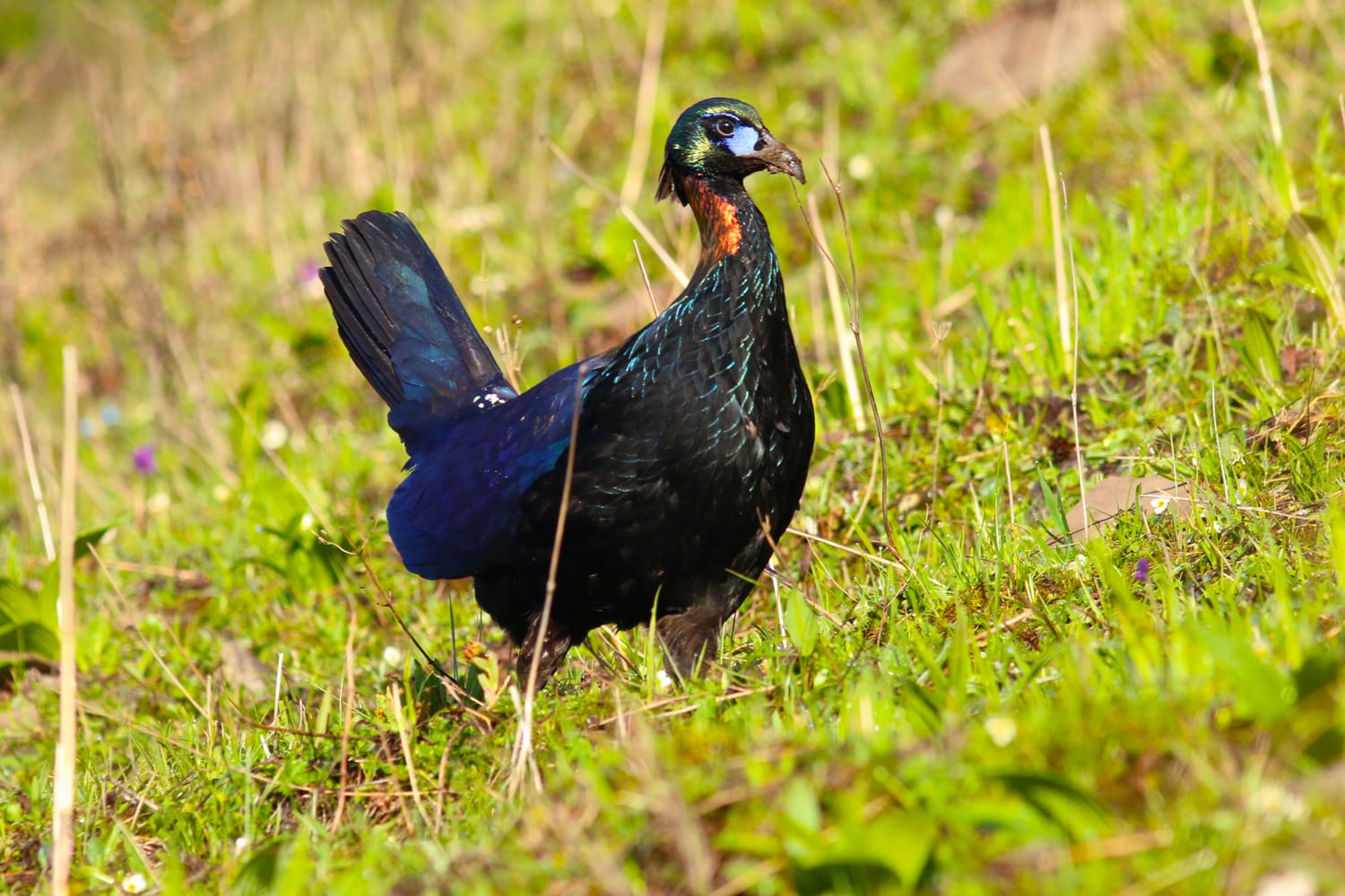 Chinese Monal photographed in June 2016 at Balangshan Nature Reserve, Sichuan