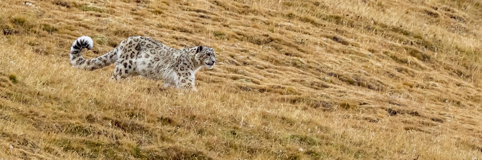 Snow Leopard on Mammal Watching Expedition in Qinghai, China with Summer Wong China Bird Tours