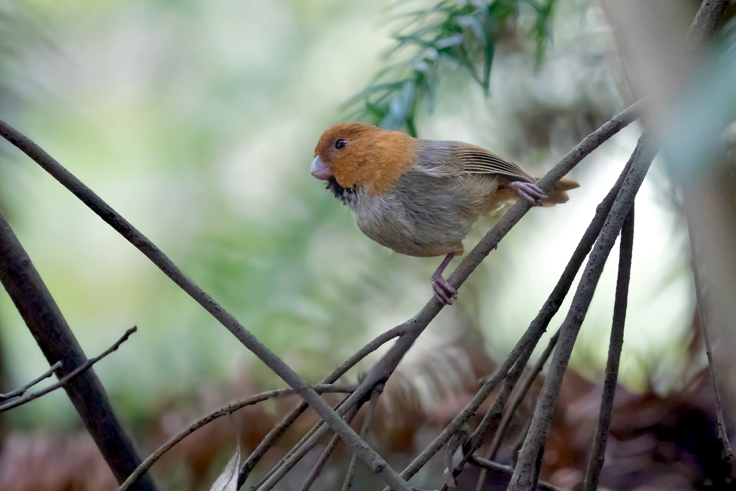 photographed in Mar 2025 in Jingshan Mountain, Zhejiang, China, during a birding tour guided by Summer Wong