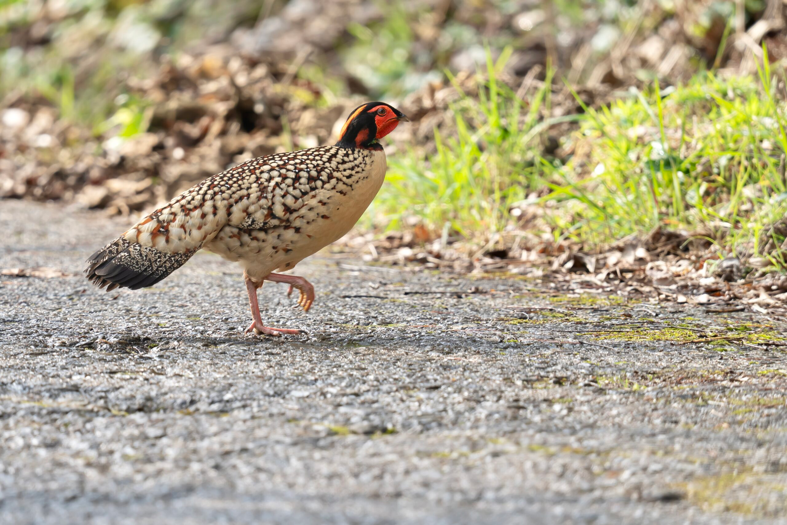 Cabot’s Tragopan photographed in Emeifeng National Nature Reserve, Fujiang, during a east China birding tour with Summer Wong