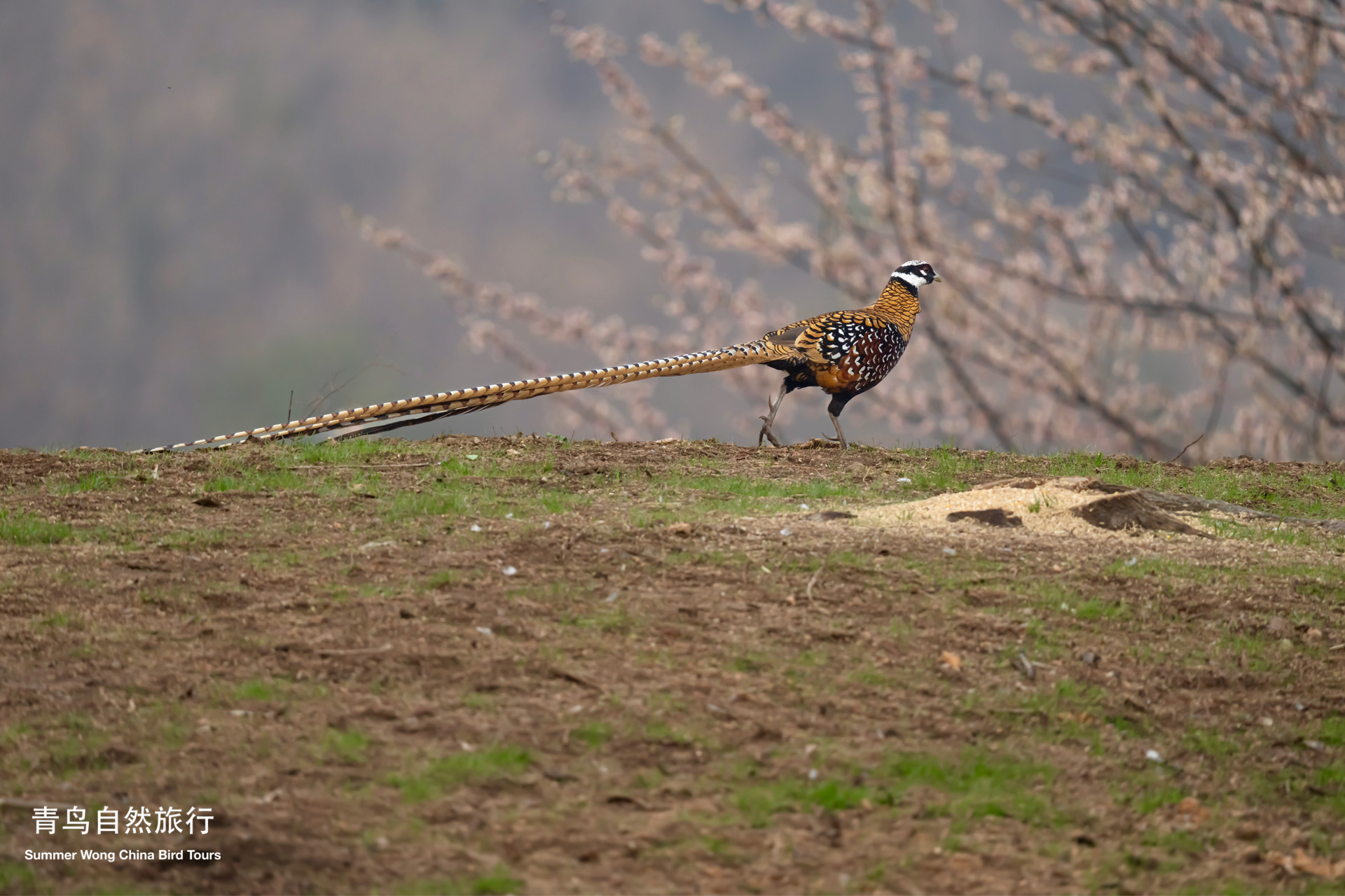 photographed in Mar 2025 in (Dongzhai NNR), Henan, China, during a birding tour guided by Summer Wong