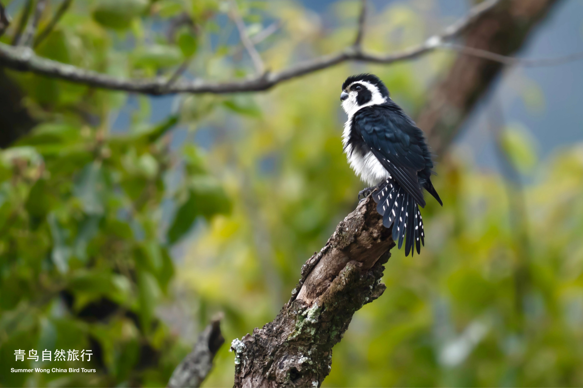 Pied Falconet photographed in Mar 2025 in , China, during a birding tour guided by Summer Wong