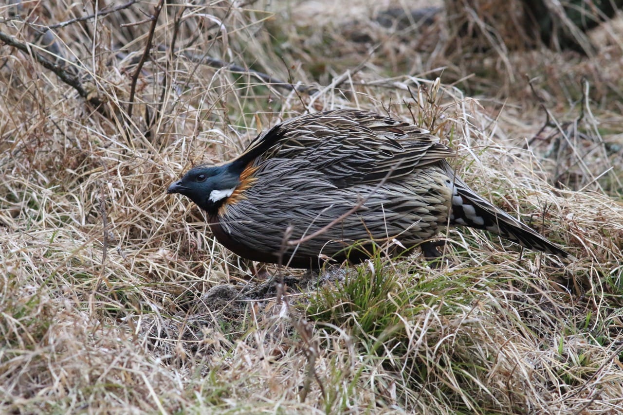 Koklass Pheasant photographed in Tangjiahe National Nature Reserve, Sichuan, during a China birding tour with Summer Wong