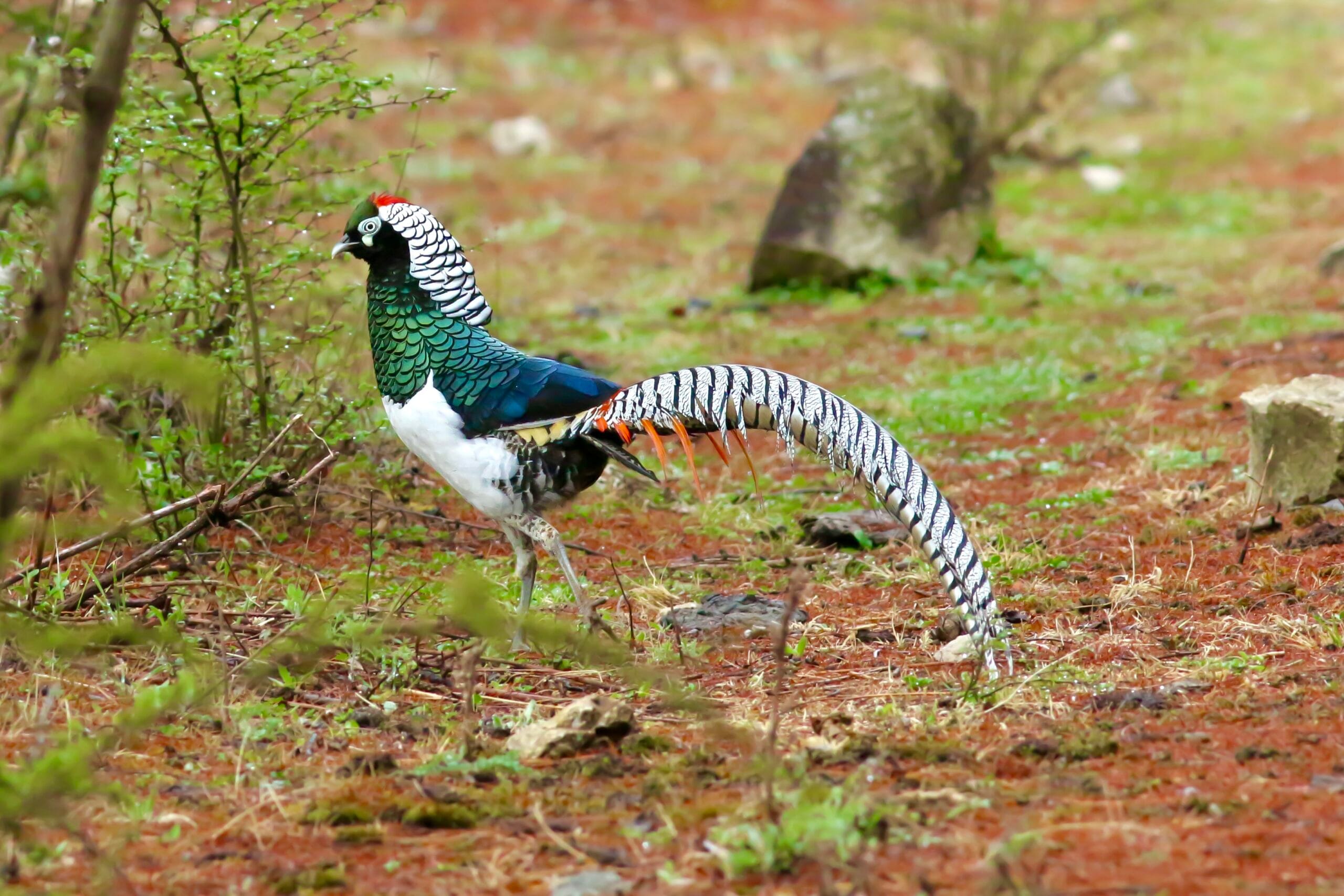 Lady Amherst’s Pheasant photographed in Labahe National Nature Reserve, Sichuan, during a China birding tour with Summer Wong