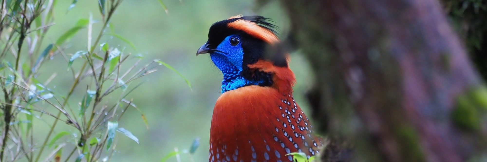 Temminck’s Tragopan on Sichuan Birding Tour in China with Summer Wong China Bird Tours