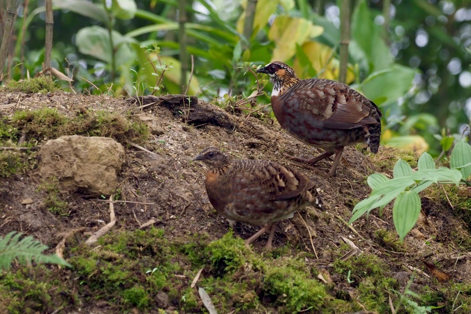 Sichuan-Partridge photographed in May 2021 at Tanshi Village, Sichuan