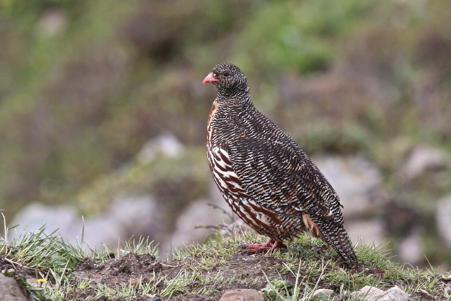 Snow Partridge photographed in June 2016 at Balangshan, Sichuan