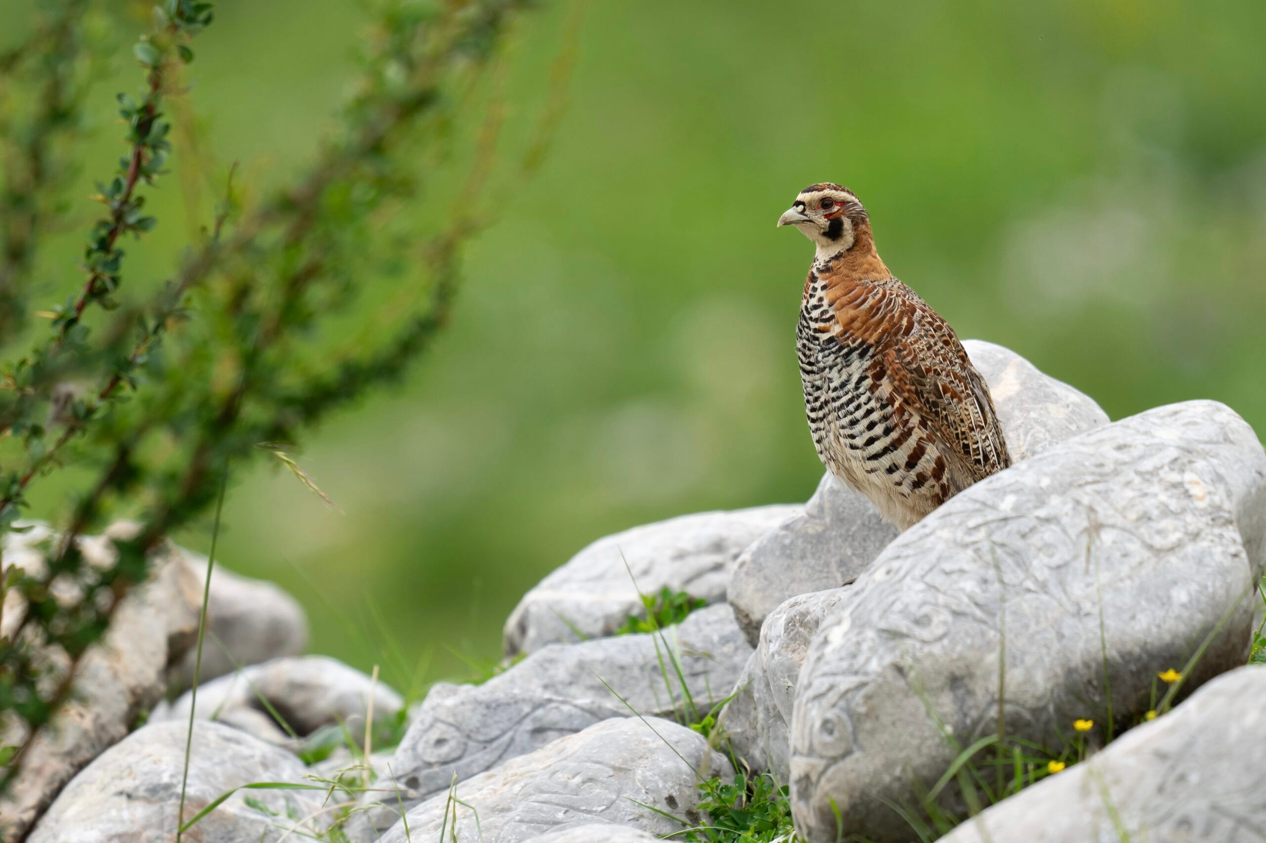 Tibetan Partridge photographed in June 2025 at Chuanzhusi, Sichuan