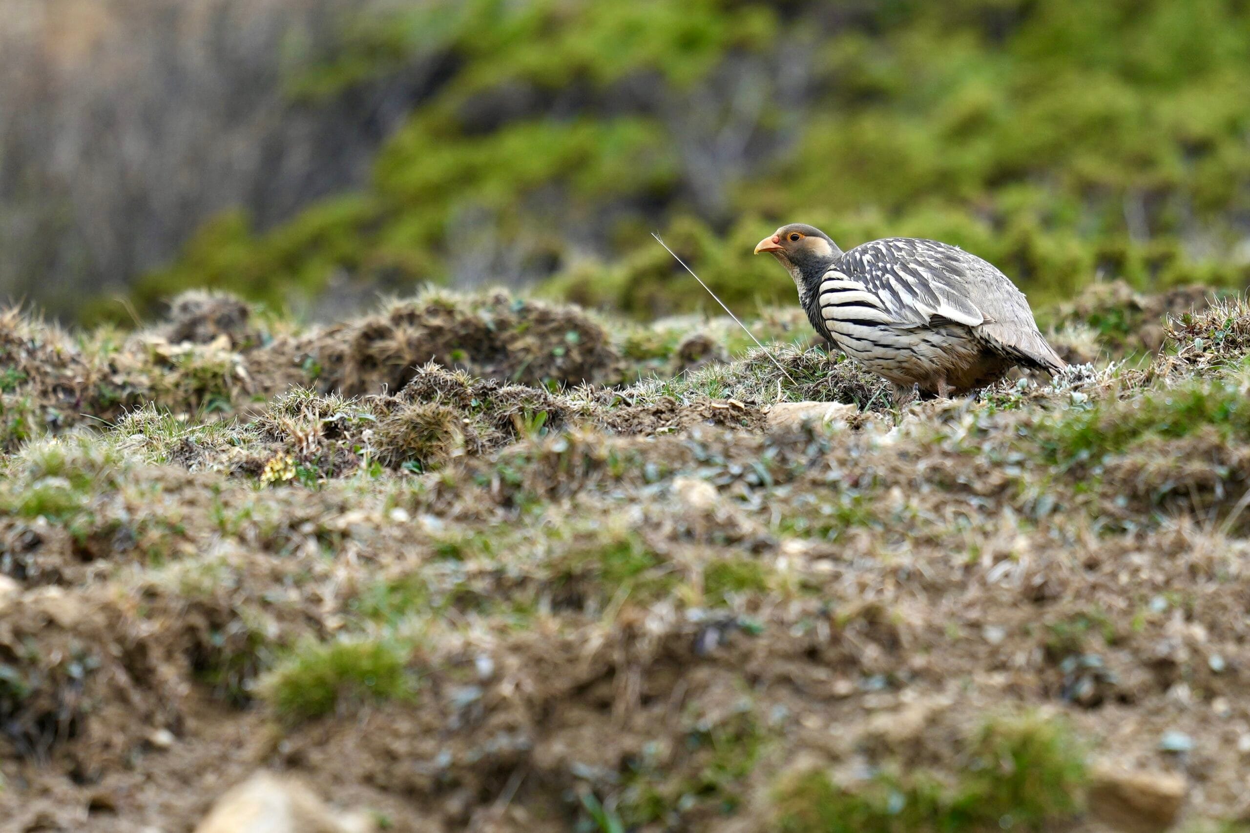 Tibetan Snowcock photographed in June 2025 at Chuanzhusi, Sichuan