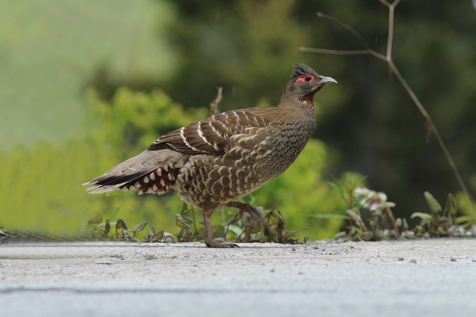 Verreaux’s Monal-partridge (Chestnut-throated Monal Partridge) photographed in June 2025 at Chuanzhusi, Sichuan