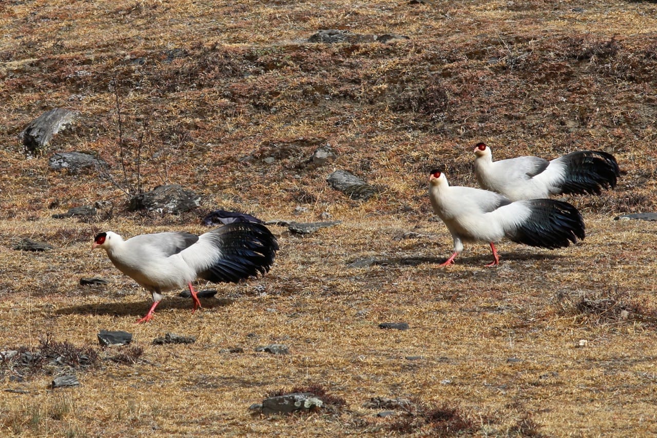 White-eared Pheasant  photographed in June 2016 at Balangshan, Sichuan