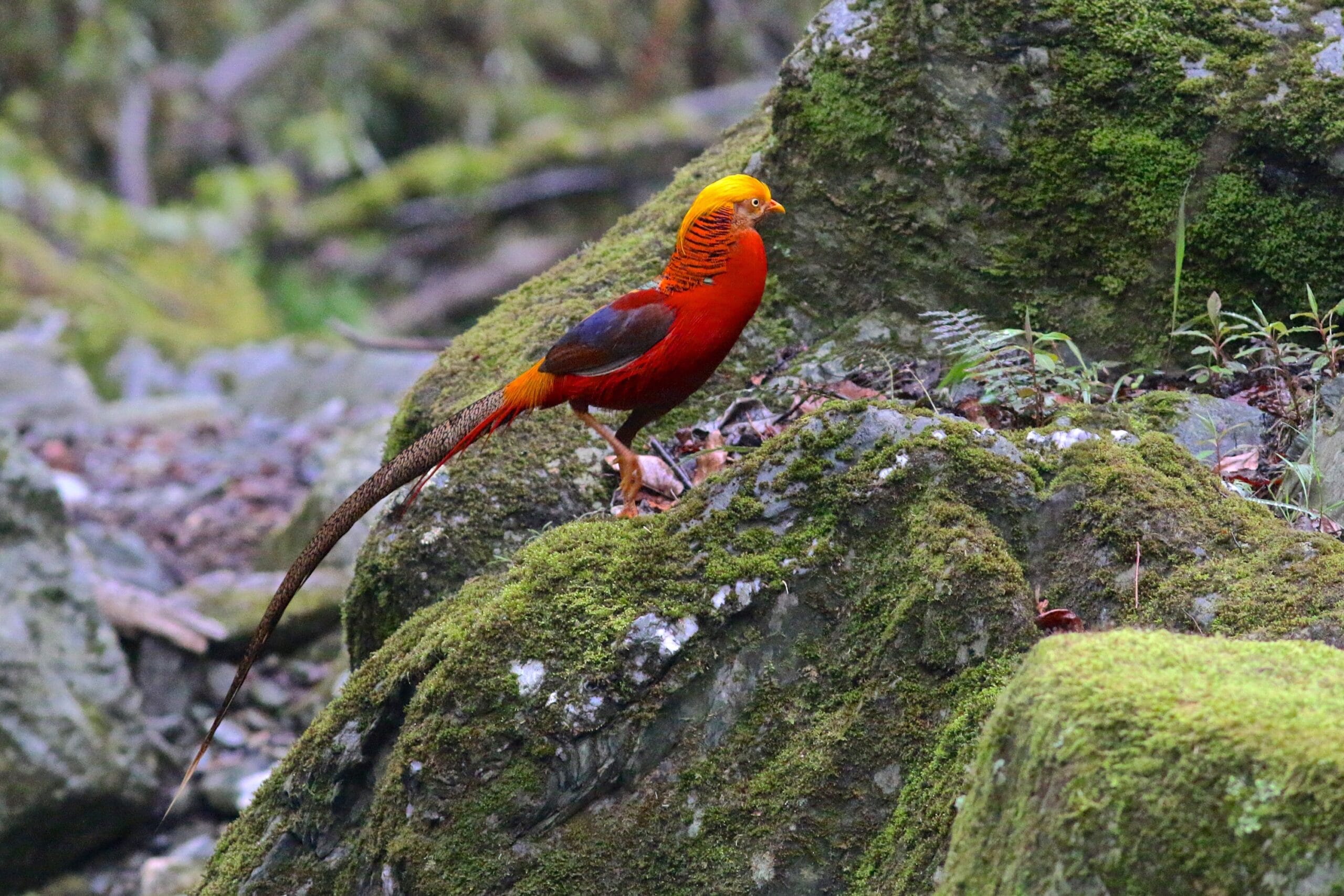 golden-pheasant photographed in Tangjiahe National Nature Reserve, Sichuan, during a China birding tour with Summer Wong