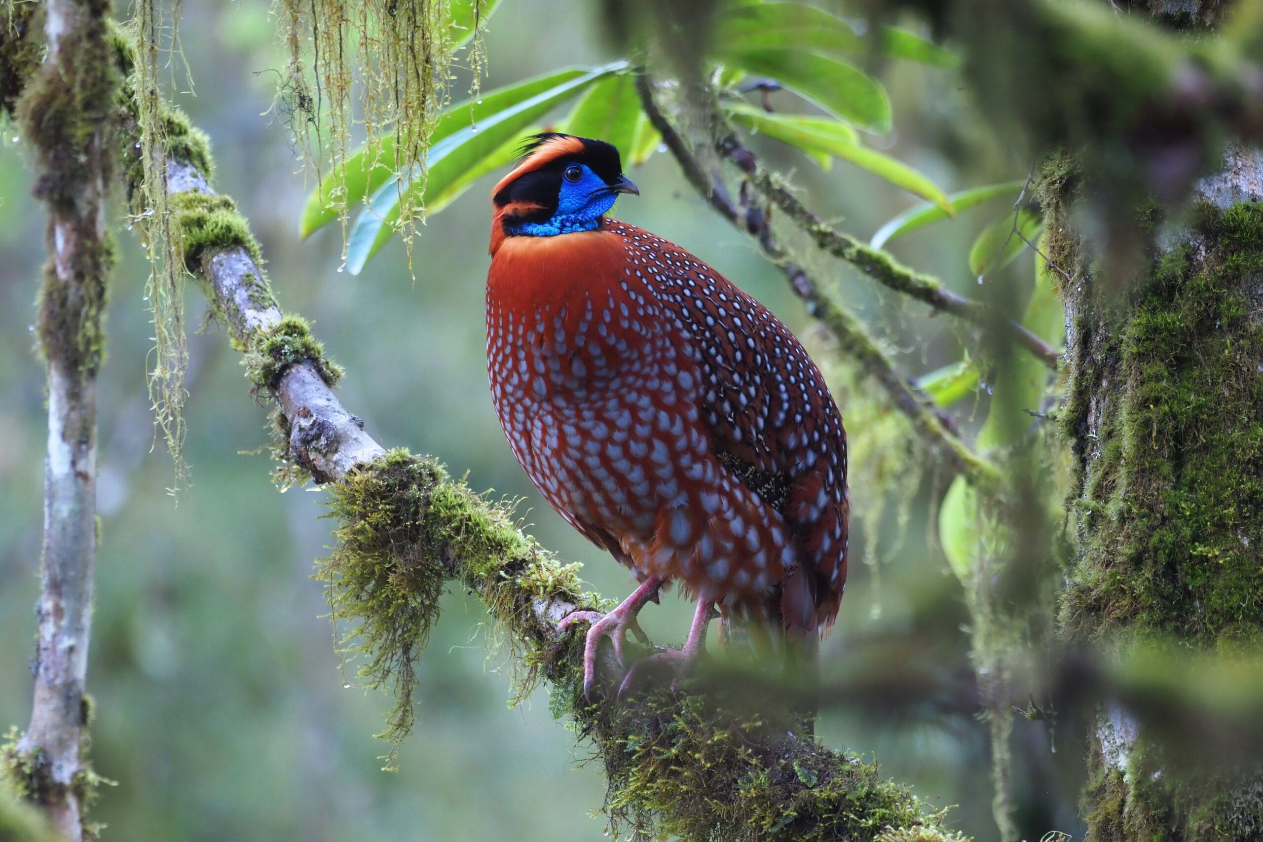 Temminck’s Tragopan photographed in Labahe National Nature Reserve, Sichuan, during a China birding tour with Summer Wong