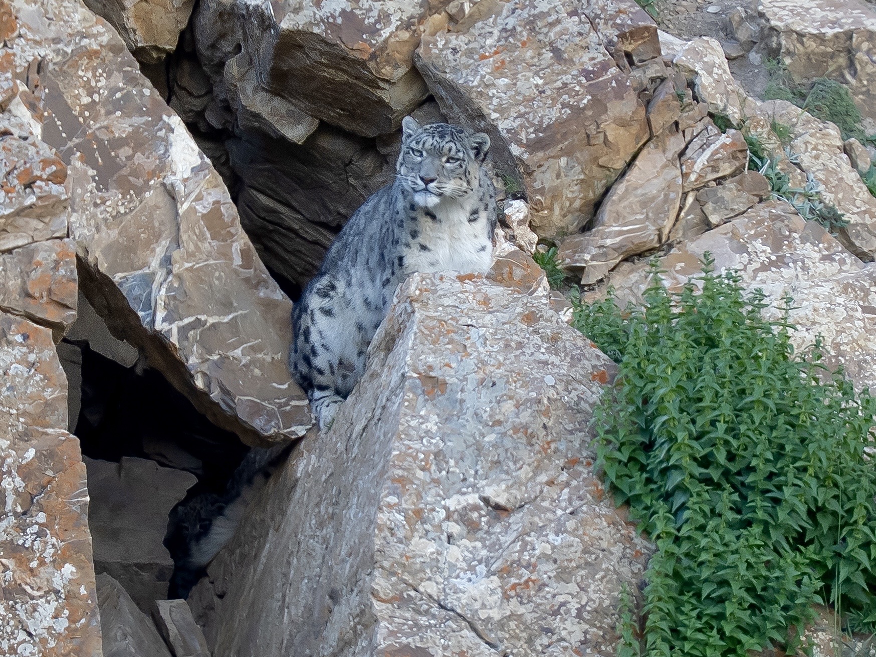 Mammal Watching Expedition in China | Snow Leopard