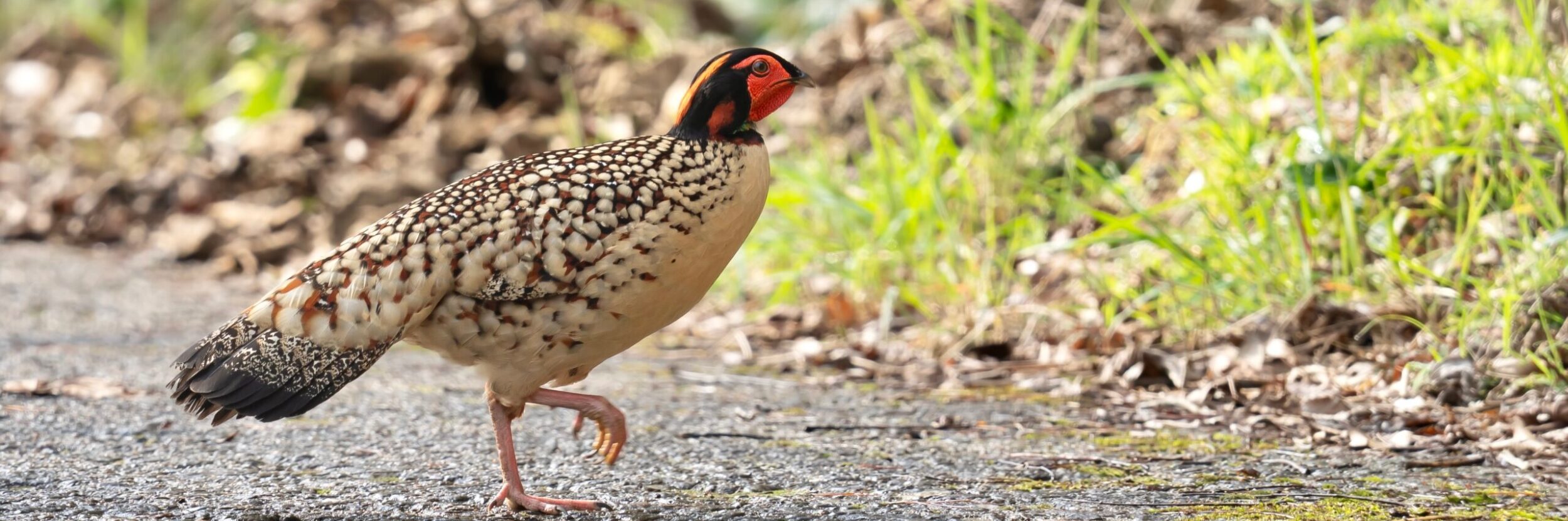 Male Cabot's Tragopan on our East China Birding Tour, China