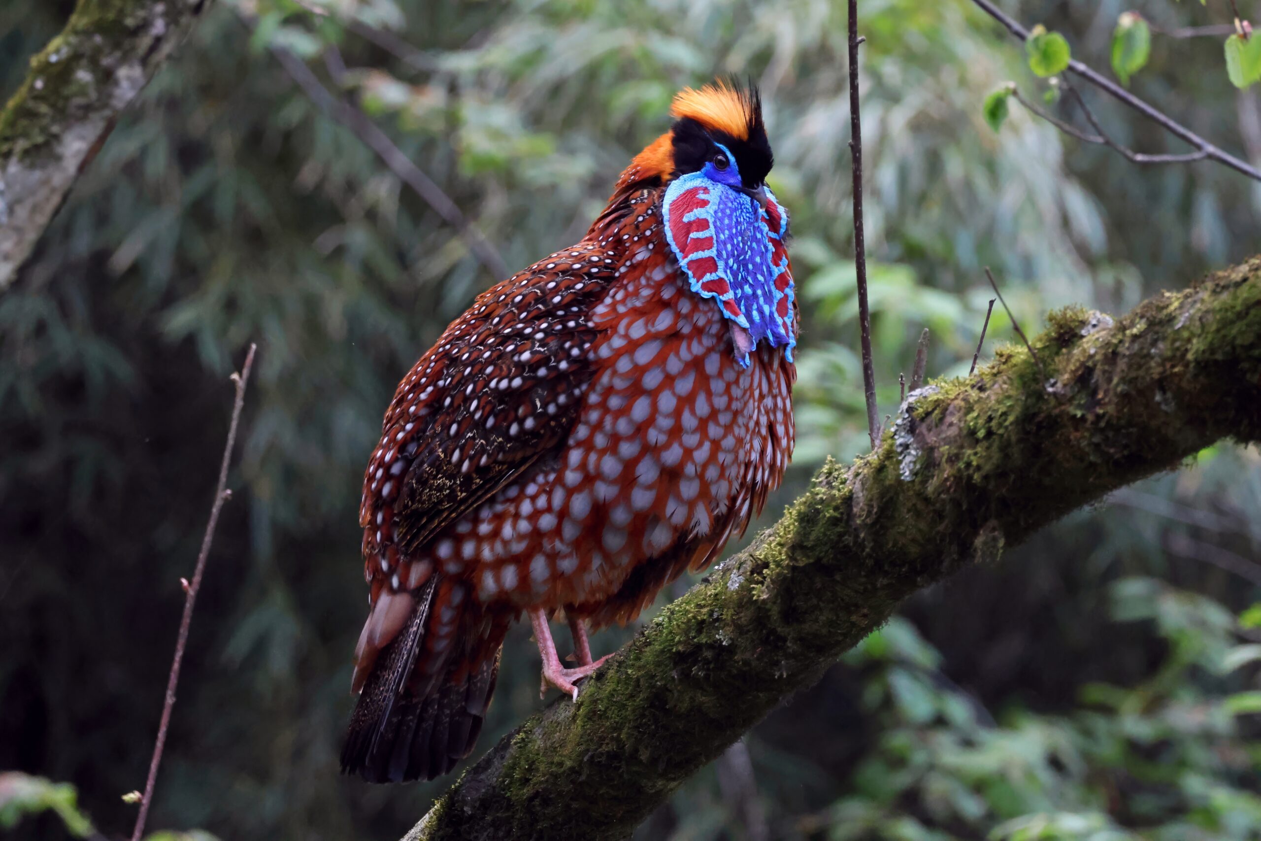 Temminck’s Tragopan photographed in Tangjiahe National Nature Reserve, Sichuan, during a China birding tour with Summer Wong