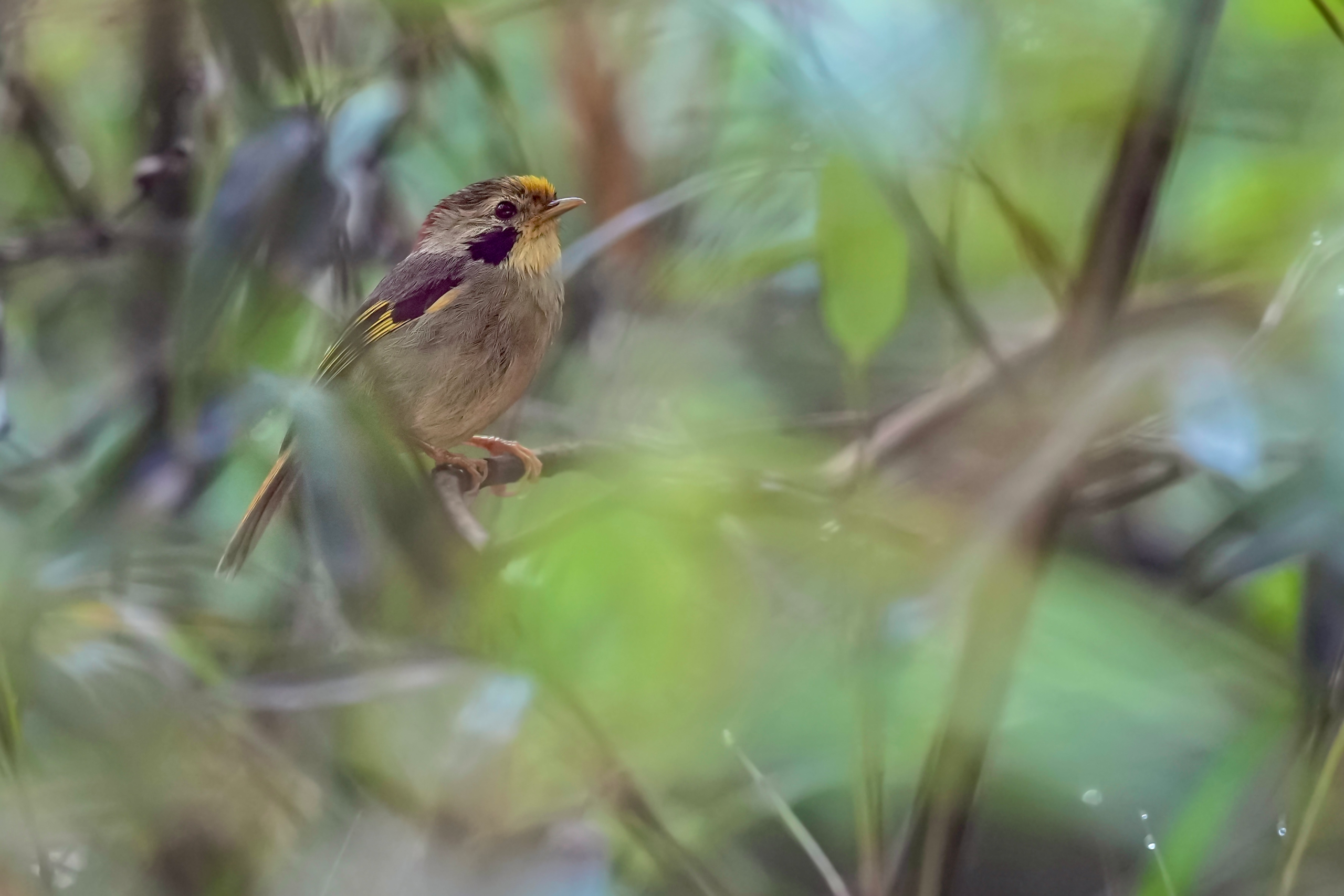 Golden-fronted Fulvetta photographed in May 2024 at Longcanggou Nature Reserve, Sichuan, China, during a birding tour with Summer Wong
