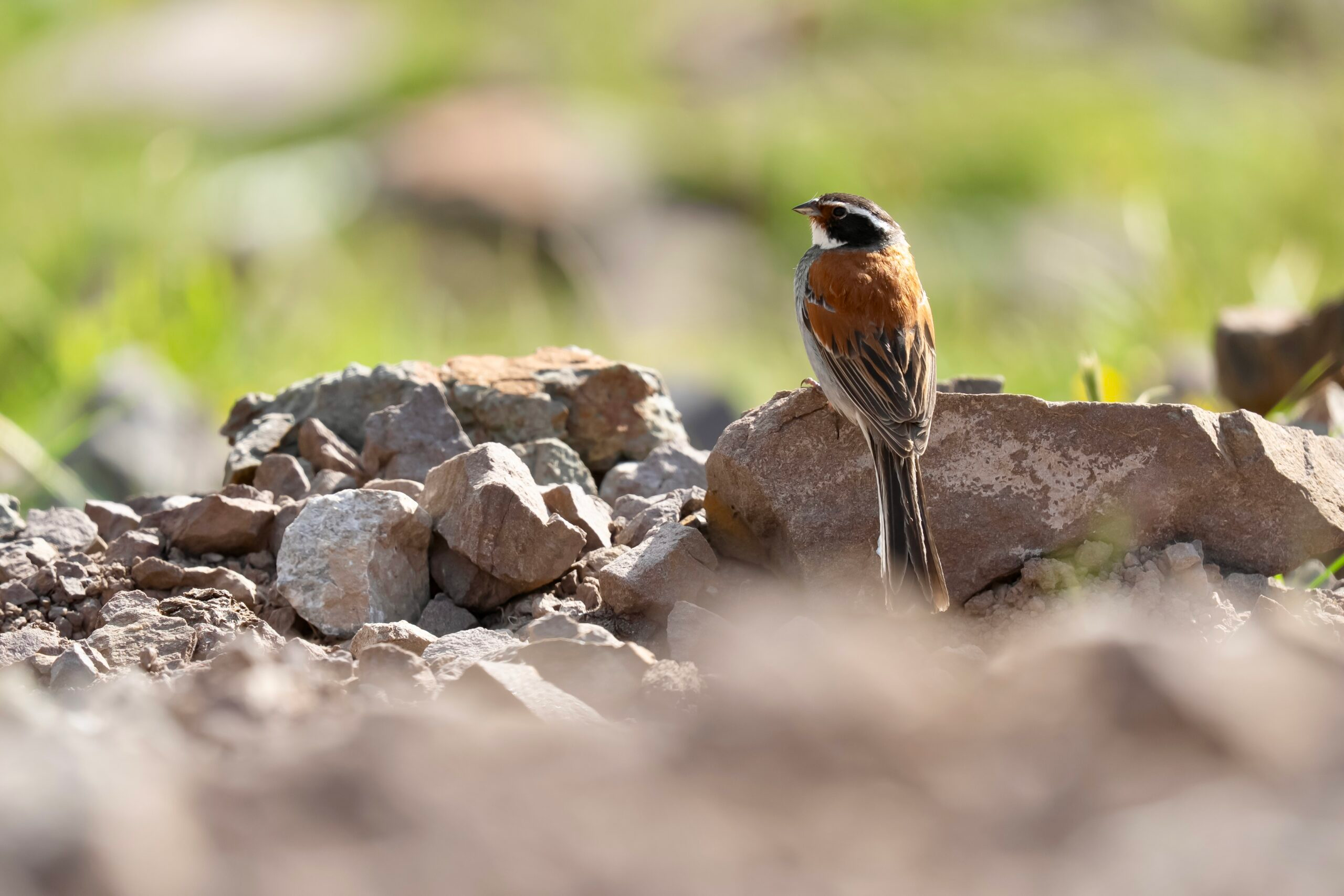 Tibetan Bunting photographed in July 2025 in Qinghai, China, during a birding tour guided by Summer Wong