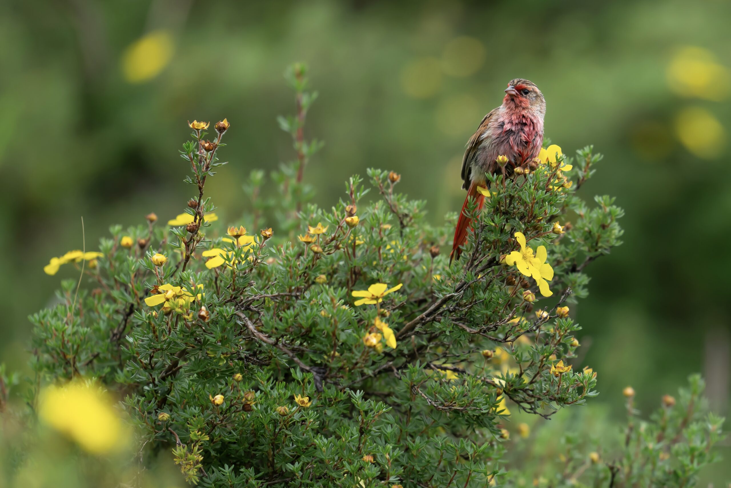 Przevalski’s Finch photographed in July 2024 in Qinghai, China, during a birding tour guided by Summer Wong