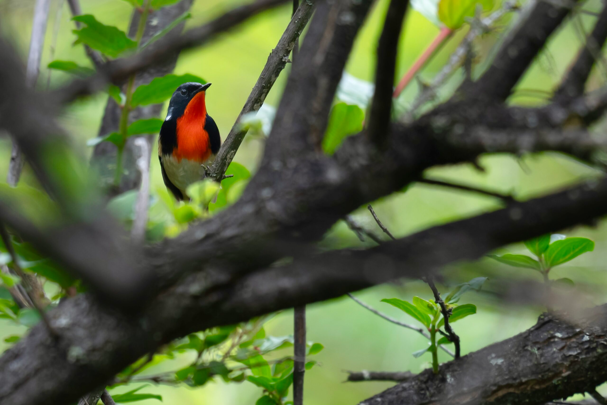 Firethroat photographed in June 2024 at Erlang Mountain, Sichuan