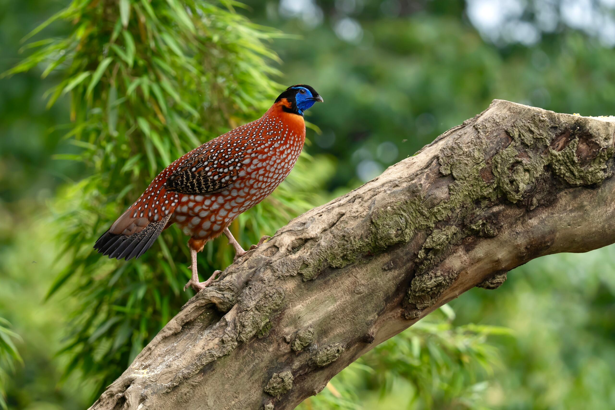Temminck's Tragopan photographed in May 2025 at Tanshi Village, Sichuan