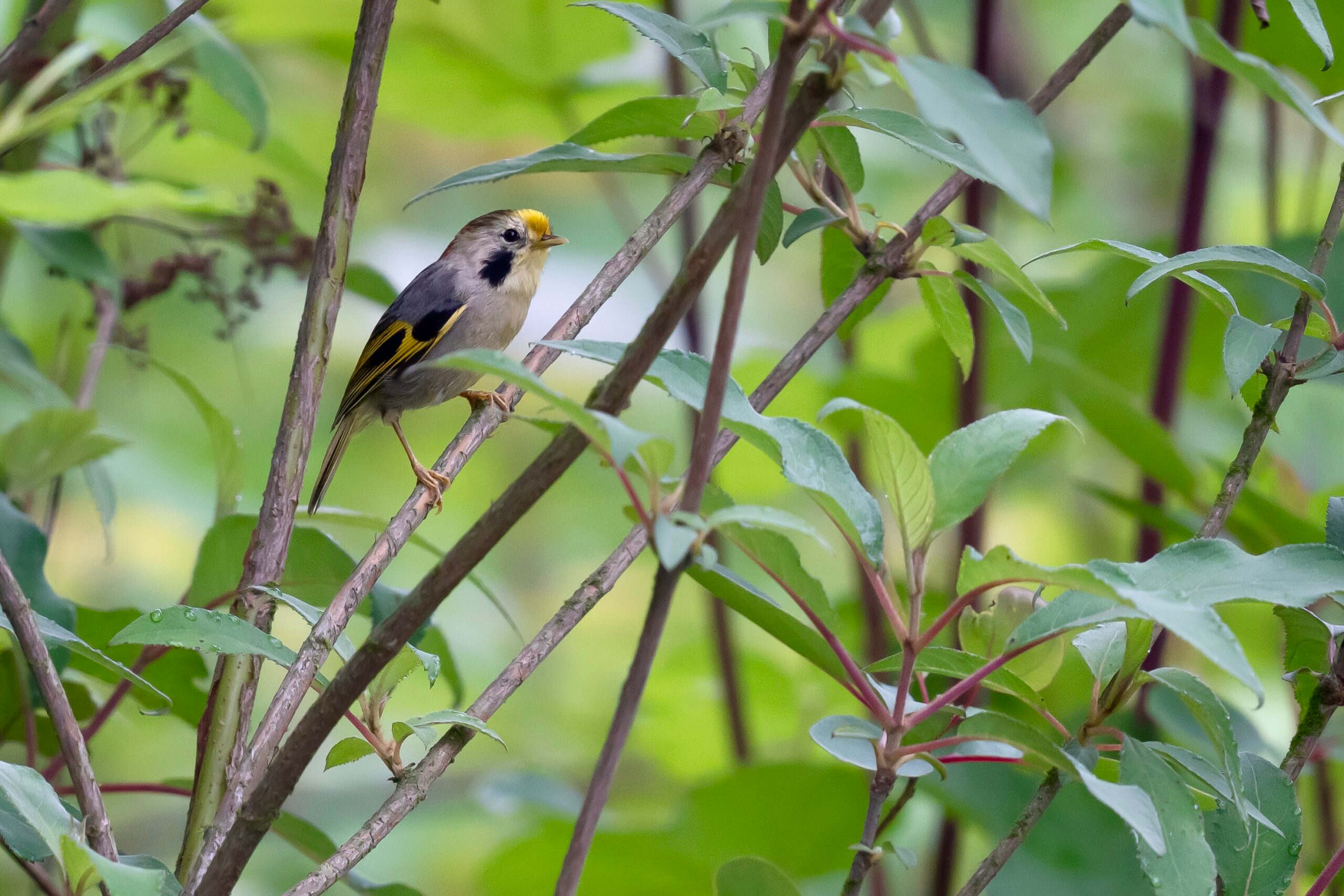 Gold-fronted Fulvetta photographed in May 2025 at Longcanggou, Sichuan