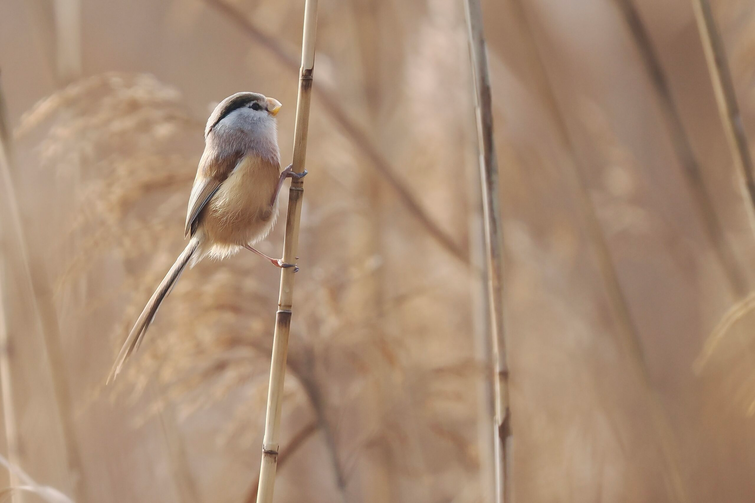Reed Parrotbill photographed in Feb 2025 in Shanghai, Eastern China, during a birding tour guided by Summer Wong