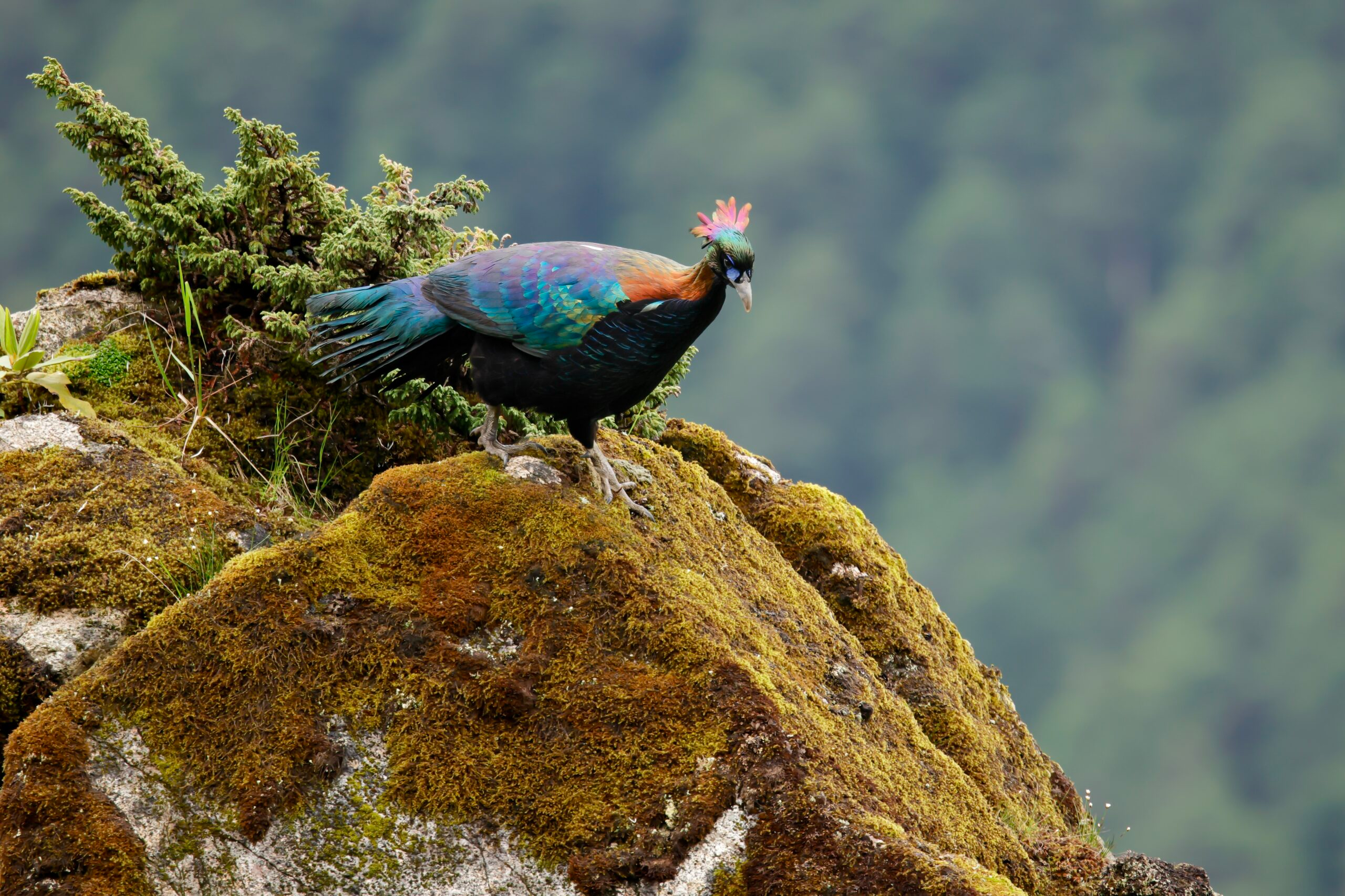 Chinese Monal photographed in June 2025 at Labahe Nature Reserve, Sichuan