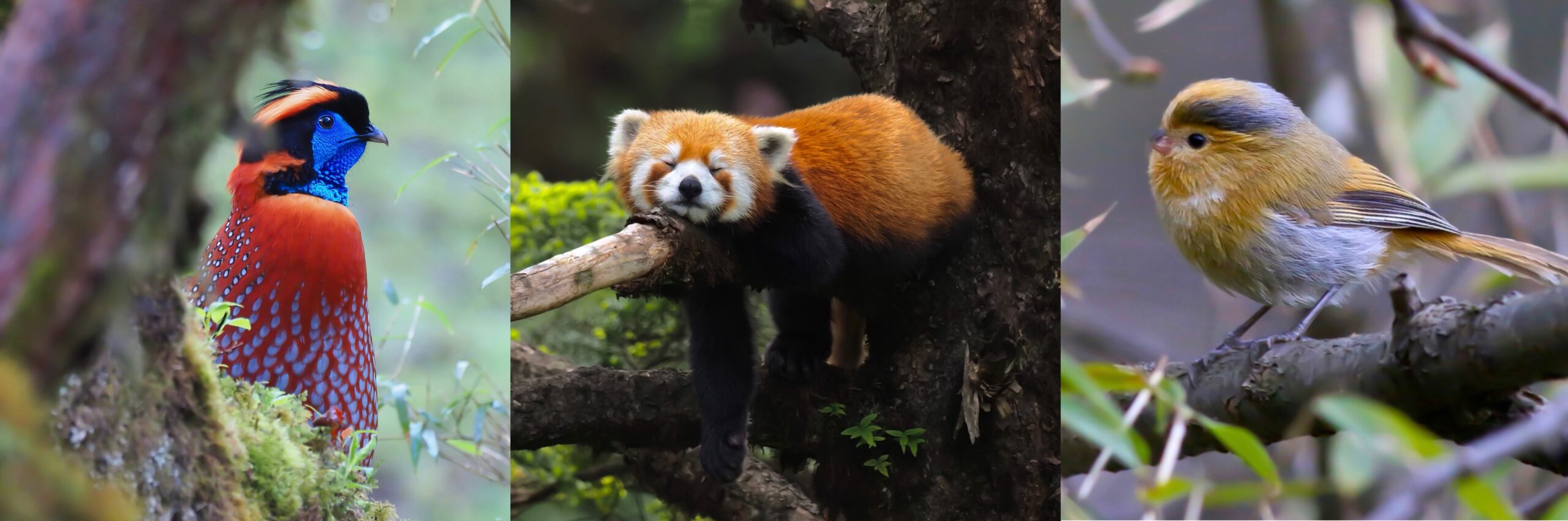 Sichuan Wildlife Tour
