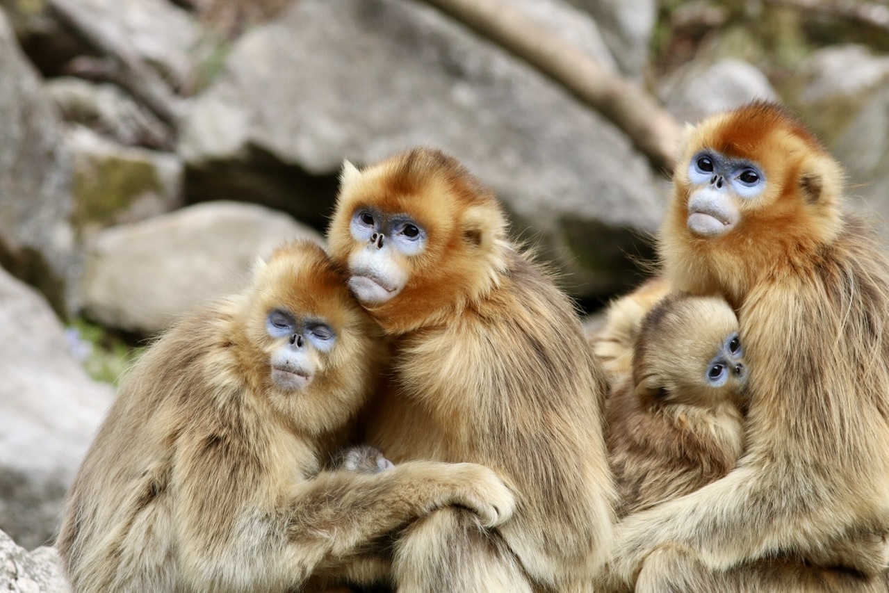 Golden Snub-nosed Monkey