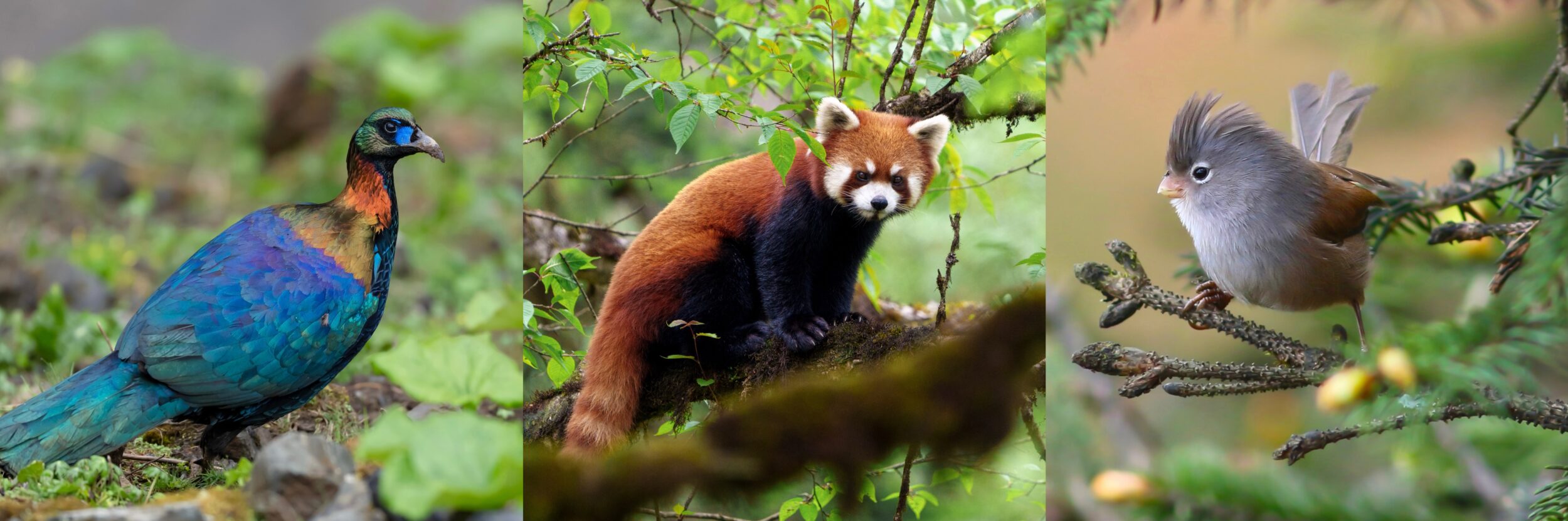 Chinese Monal, Red Panda and Grey-hooded Parrotbill on a Sichuan Wildlife Tour in China