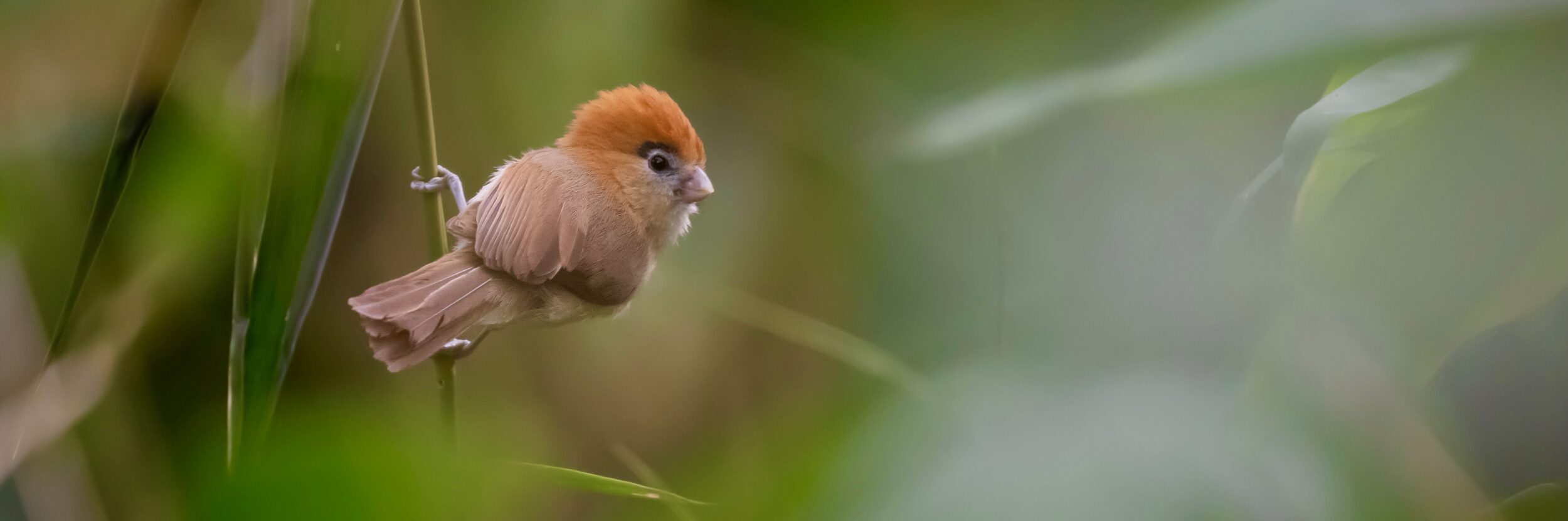 Pale-billed Parrotbill on our Yunnan & Nonggang Birding Tour, China