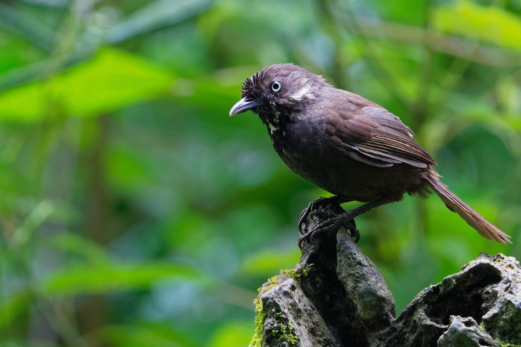 Nonggang Babbler photographed during our Yunnan & Nonggang Birding Tour in Guangxi, China