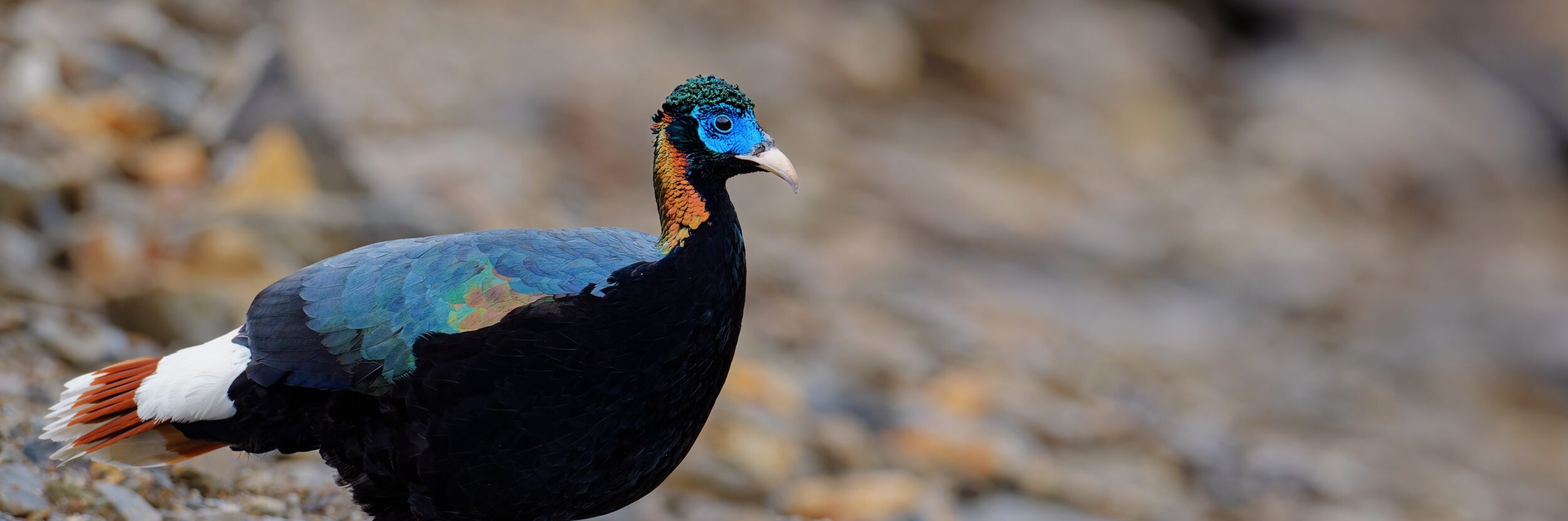 Male Sclater's Monal, one of the world's rarest pheasants, China