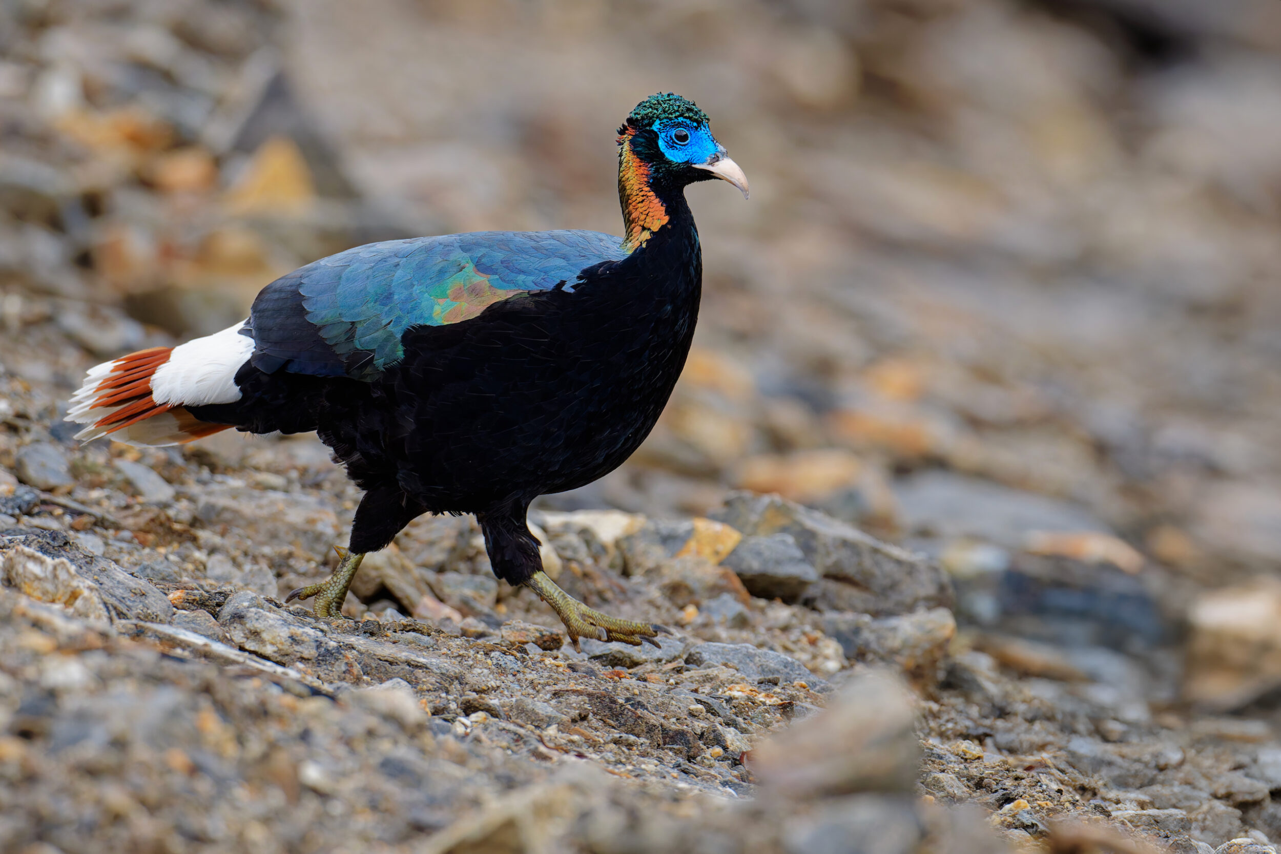 Male Sclater's Monal, one of the world's rarest pheasants, China