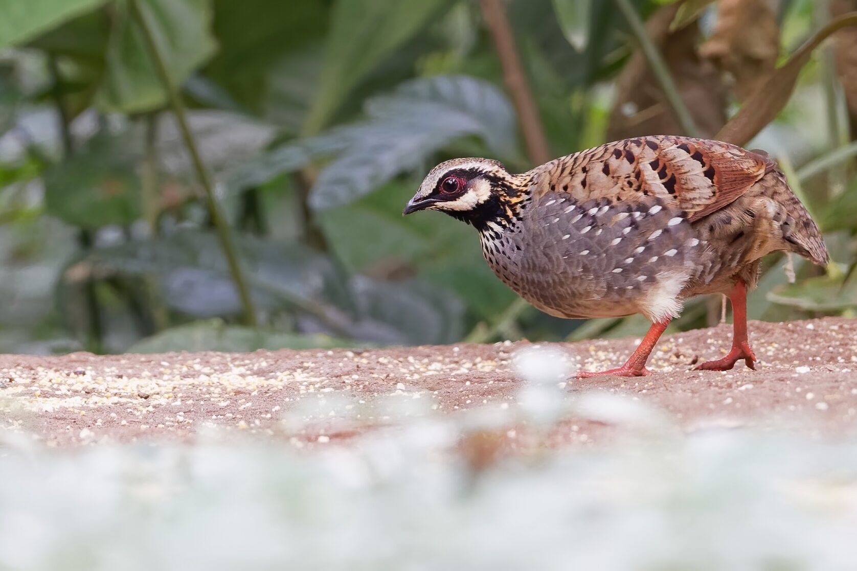 White-cheeked Partridge photographed during a Yunnan birding tour in southwest China